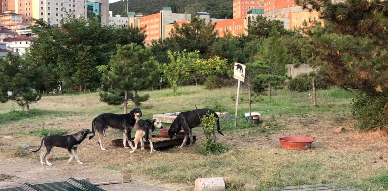 08.08.2020 / Mama Yardımı [Yeditepe Üniversitesi Kampüsü]